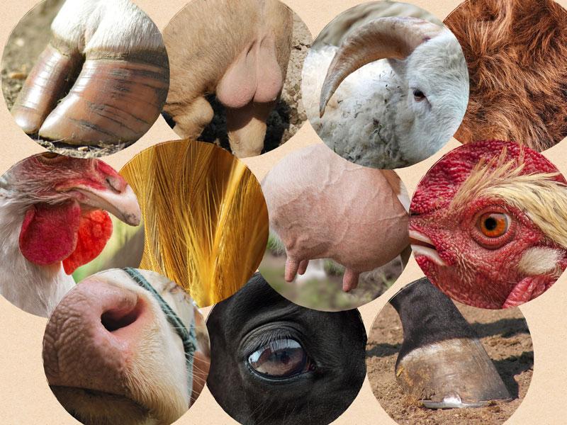 Beispiele von Schlachtabfällen